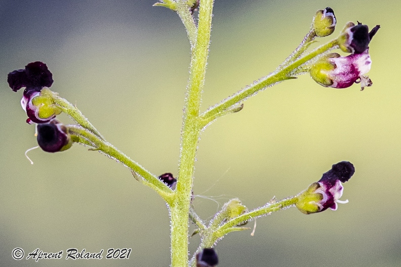 Details Blütenstand (vergrößert); Details inflorescences (magnified) Scrophularia_juratensis_17.jpg